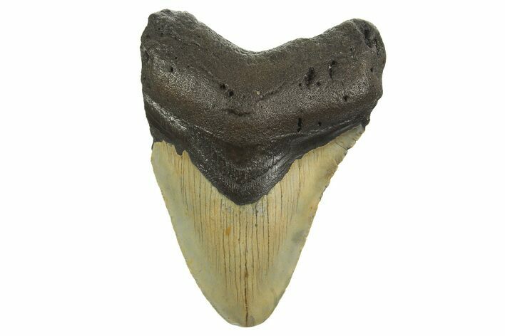 Fossil Megalodon Tooth - North Carolina #298866